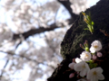 [風景]2011.04.07　茗荷谷の桜