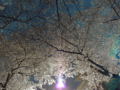 [風景]2011.04.10　池上本門寺の夜の桜