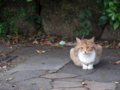 [風景][猫]2011.05.15　京浜島つばさ公園