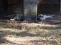 [風景][湾岸][猫]2011.07.12　京浜運河の夏の猫たち