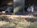 [風景][湾岸][猫]2011.07.12　京浜運河の夏の猫たち