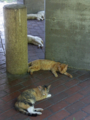 [風景][湾岸][猫]2011.07.12　京浜運河の夏の猫たち