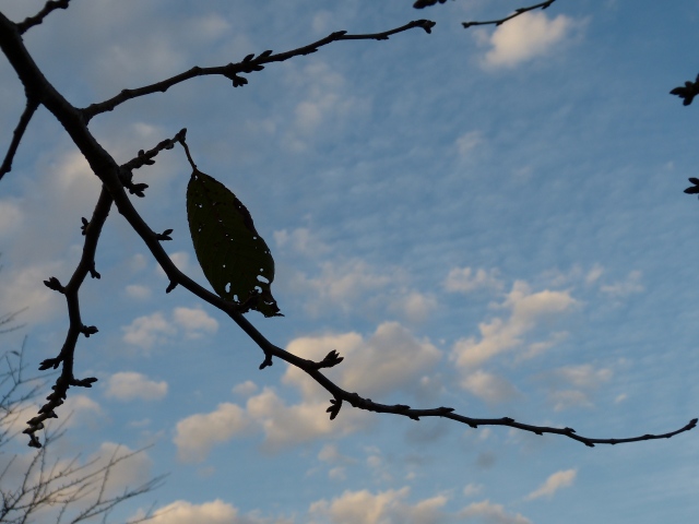 f:id:suijun-hibisukusu:20121031212530j:image