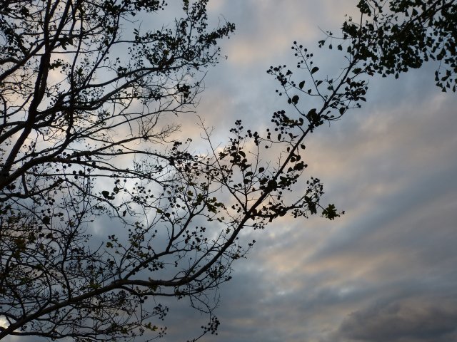 f:id:suijun-hibisukusu:20121031212531j:image