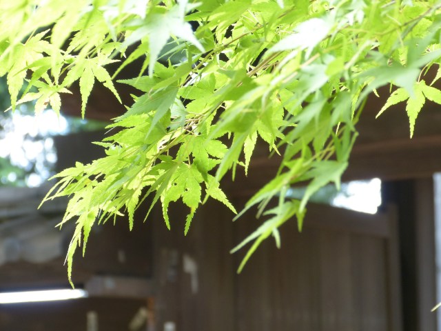 f:id:suijun-hibisukusu:20131002215922j:image