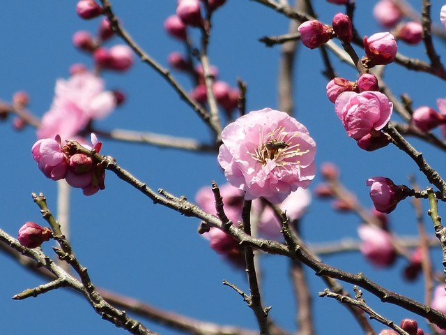 f:id:suijun-hibisukusu:20140130224204j:image