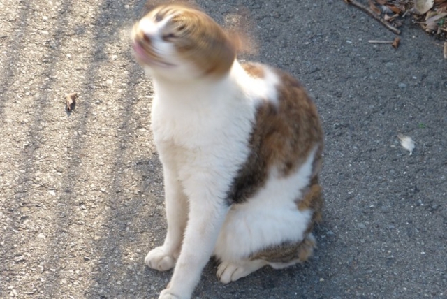 f:id:suijun-hibisukusu:20140910222003j:image