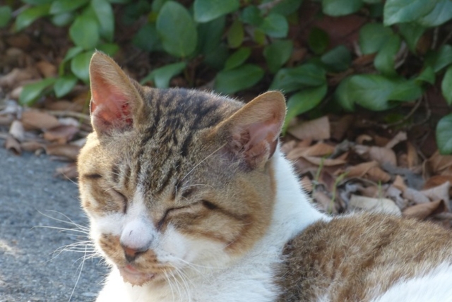 f:id:suijun-hibisukusu:20140910222007j:image