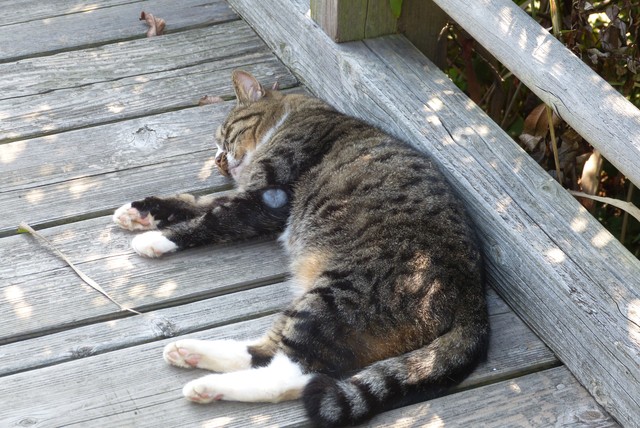 f:id:suijun-hibisukusu:20140918225938j:image