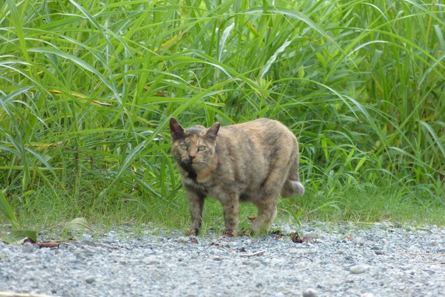 f:id:suijun-hibisukusu:20140918225939j:image