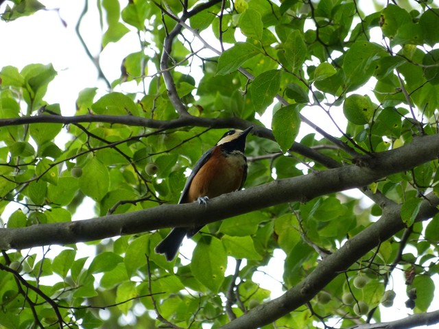 f:id:suijun-hibisukusu:20140919234823j:image