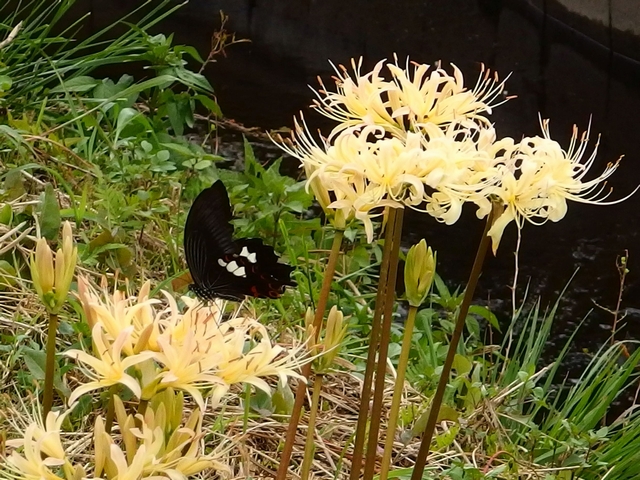 f:id:suijun-hibisukusu:20140923220204j:image