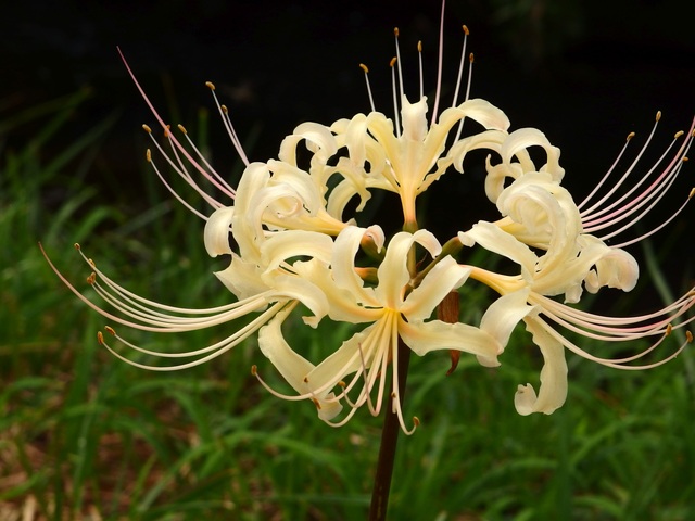 f:id:suijun-hibisukusu:20140923220205j:image