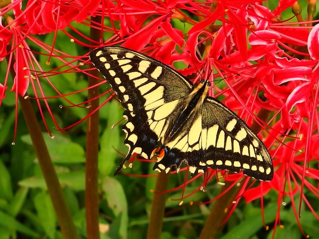 f:id:suijun-hibisukusu:20140923220206j:image