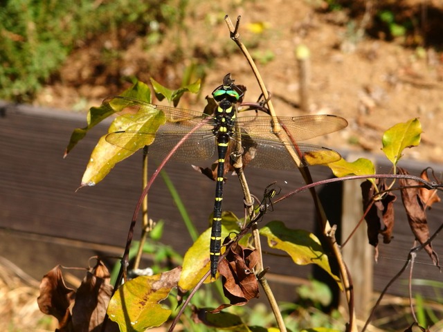 f:id:suijun-hibisukusu:20140926232441j:image