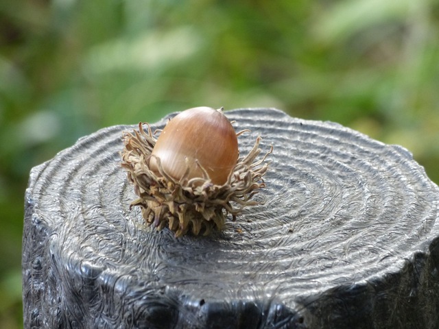 f:id:suijun-hibisukusu:20141029231120j:image f:id:suijun-hibisukusu:20141029231120j:image