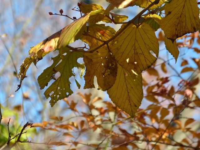 f:id:suijun-hibisukusu:20161218225122j:image f:id:suijun-hibisukusu:20161218225122j:image