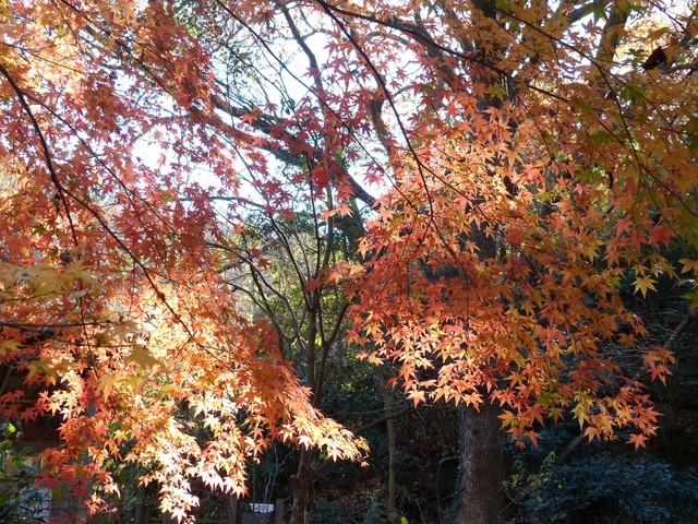 f:id:suijun-hibisukusu:20161218225124j:image f:id:suijun-hibisukusu:20161218225124j:image