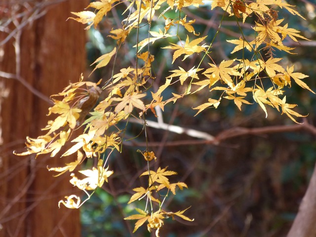 f:id:suijun-hibisukusu:20161218225125j:image f:id:suijun-hibisukusu:20161218225125j:image
