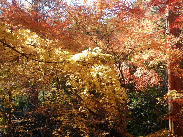 f:id:suijun-hibisukusu:20161218225126j:image f:id:suijun-hibisukusu:20161218225126j:image