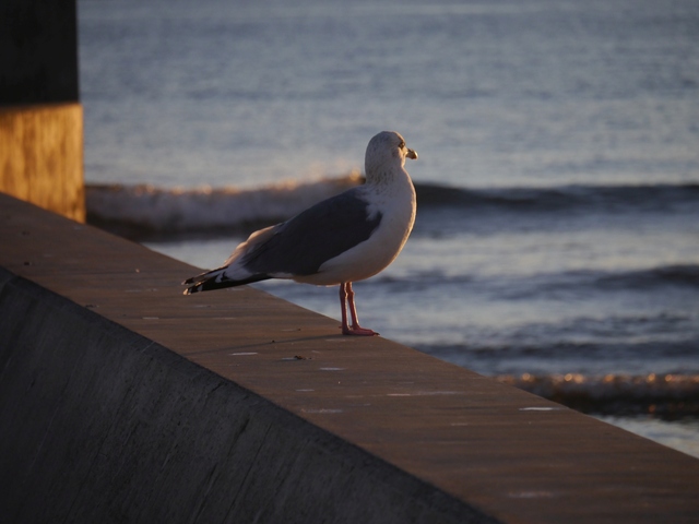 f:id:suijun-hibisukusu:20170123232330j:image