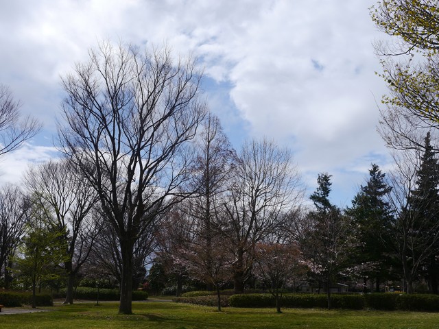 f:id:suijun-hibisukusu:20170414233411j:image f:id:suijun-hibisukusu:20170414233411j:image