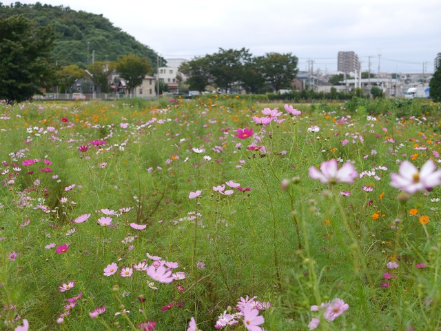 f:id:suijun-hibisukusu:20171008211631j:image f:id:suijun-hibisukusu:20171008211631j:image