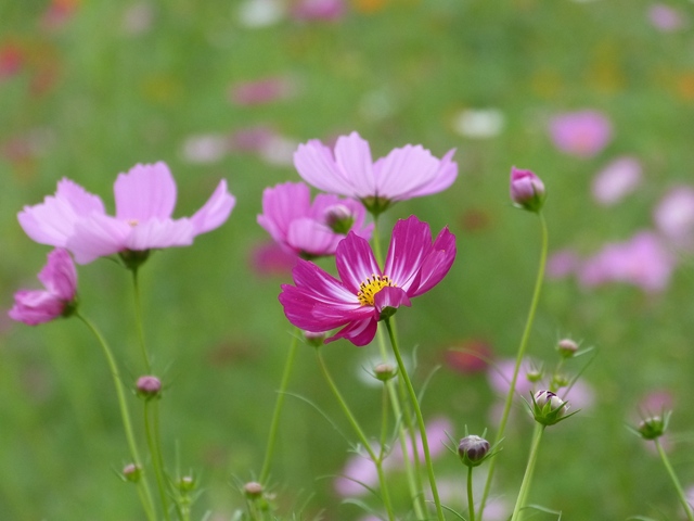 f:id:suijun-hibisukusu:20171008211635j:image f:id:suijun-hibisukusu:20171008211635j:image