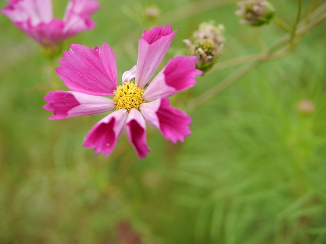 f:id:suijun-hibisukusu:20171008211639j:image f:id:suijun-hibisukusu:20171008211639j:image