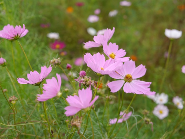 f:id:suijun-hibisukusu:20171008211649j:image f:id:suijun-hibisukusu:20171008211649j:image