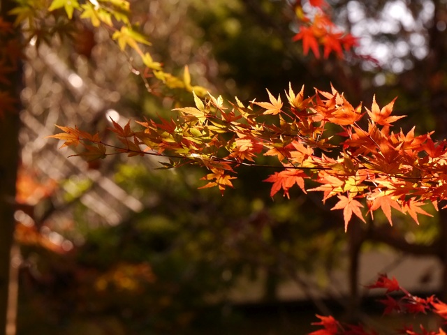 f:id:suijun-hibisukusu:20171211225540j:image