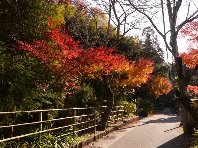 f:id:suijun-hibisukusu:20171211225544j:image