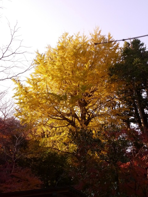 f:id:suijun-hibisukusu:20171211225548j:image