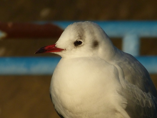 f:id:suijun-hibisukusu:20171214230041j:image