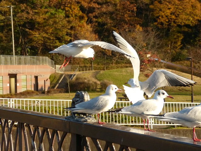 f:id:suijun-hibisukusu:20171214230044j:image