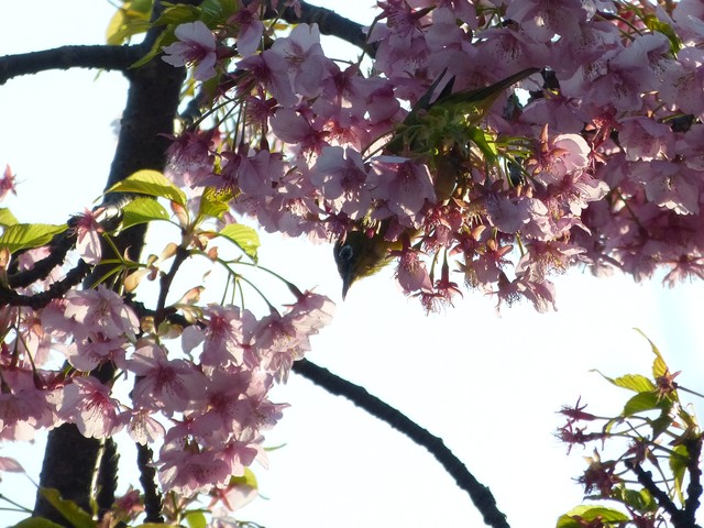 f:id:suijun-hibisukusu:20190311214830j:plain