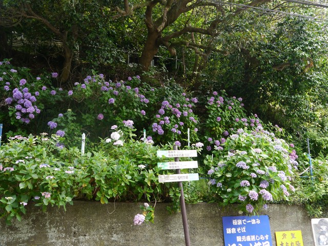 f:id:suijun-hibisukusu:20190624230856j:plain f:id:suijun-hibisukusu:20190624230856j:plain