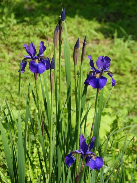 f:id:suijun-hibisukusu:20200512224216j:plain