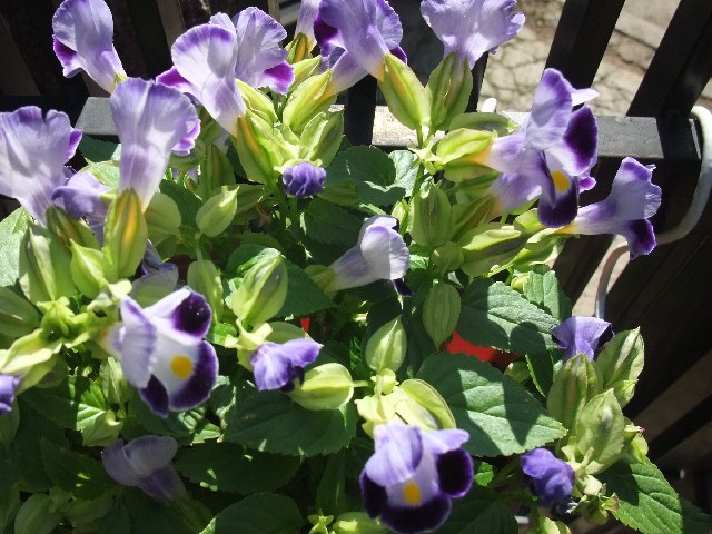 f:id:suijun:20111030154228j:image f:id:suijun:20111030154228j:image