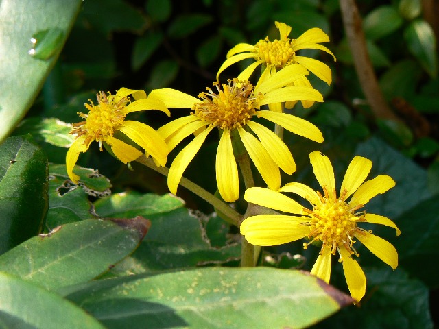 f:id:suijun:20111109225007j:image