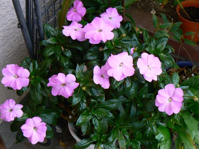 f:id:suijun:20111109225008j:image