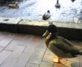 花鳥園。近くで鳥を見放題