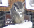 ふくろうがたくさんいました