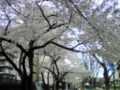 外務省前の桜。満開で綺麗！
