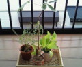 つばさ
