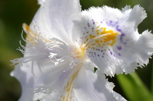 f:id:suikan:20070401101239j:image f:id:suikan:20070401101239j:image