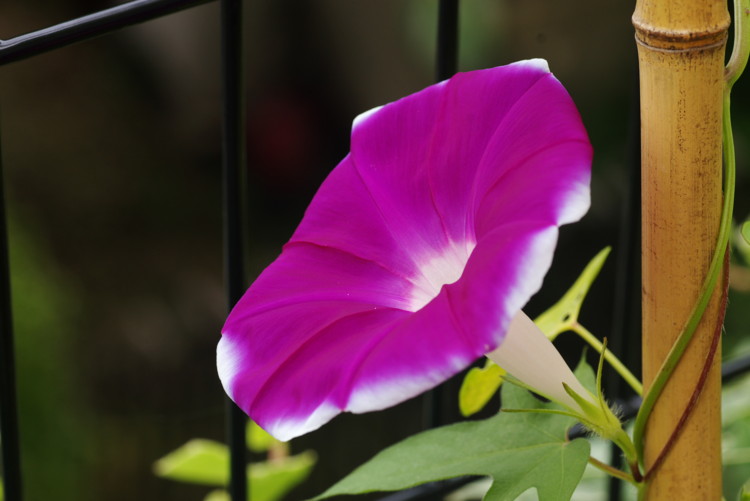 f:id:suikan:20100711091941j:image