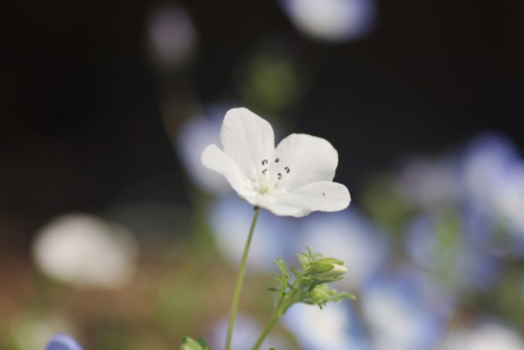 f:id:suikan:20110429150924j:image