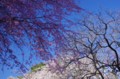 20120407075230