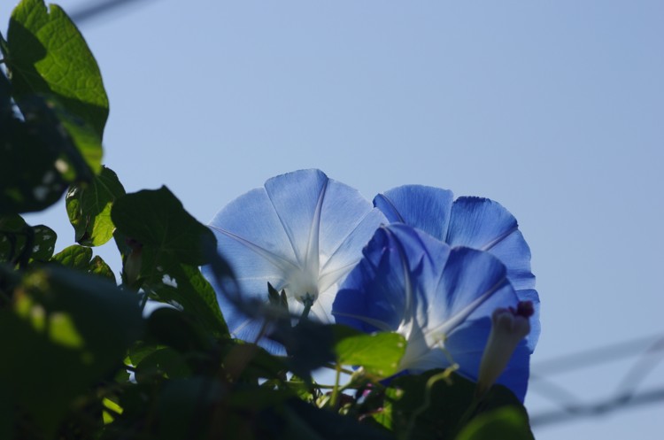 f:id:suikan:20141018124945j:image